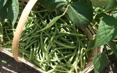 Cuisson des haricots verts au Thermomix