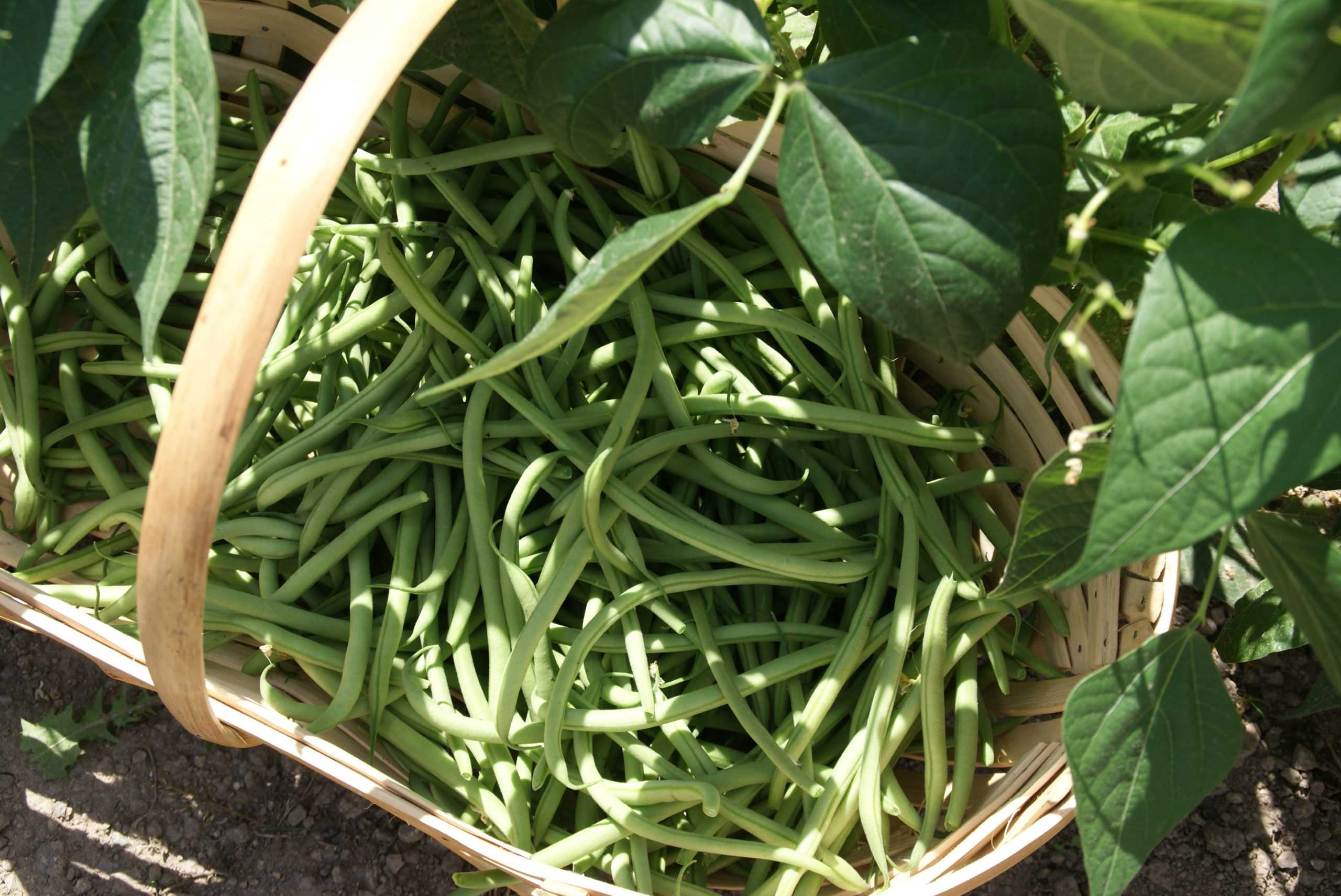Cuisson des haricots verts au Thermomix